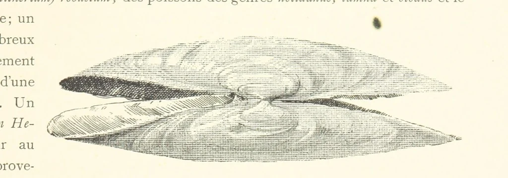 An illustration from Anvers à travers les âges, 1887, leaf 23