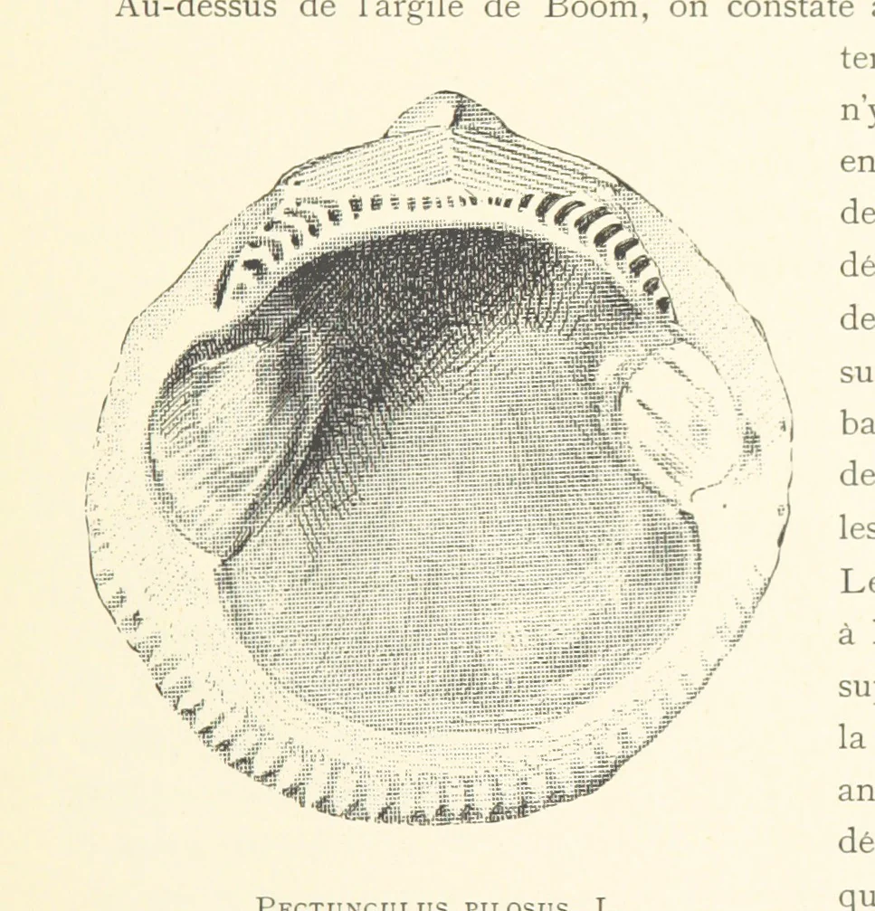 An illustration from Anvers à travers les âges, 1887, leaf 23