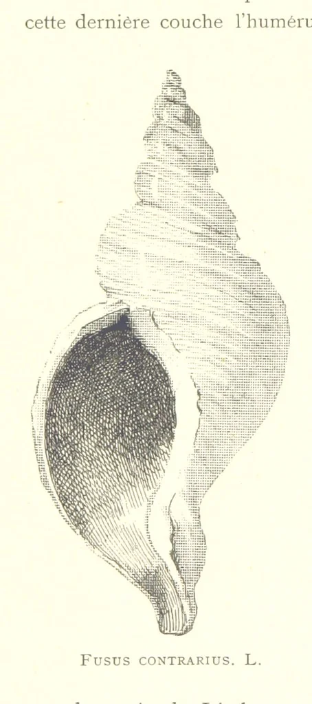 An illustration from Anvers à travers les âges, 1887, leaf 24
