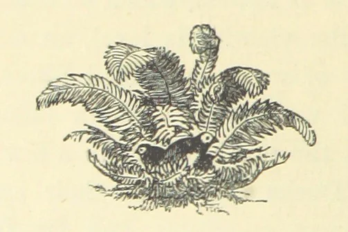 An illustration from Adventures in Many Lands ... with illustrations by S. P. Hall, 1879, leaf 278