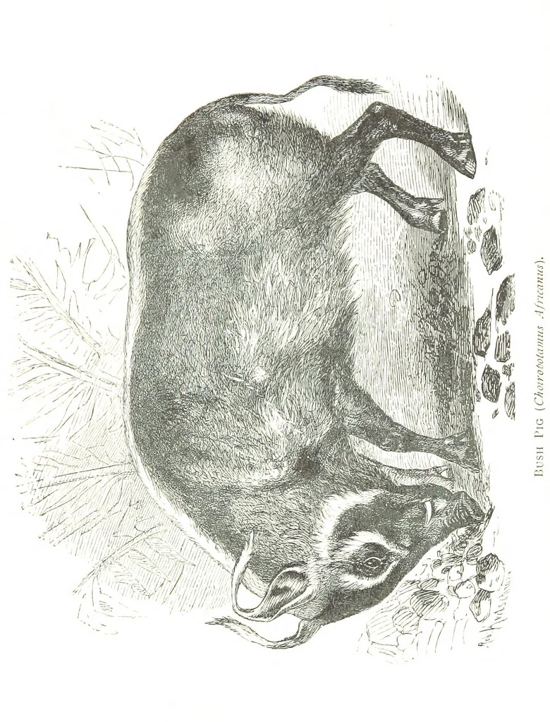 An illustration from Days and Nights in the Desert. With ... illustrations, 1888, leaf 113
