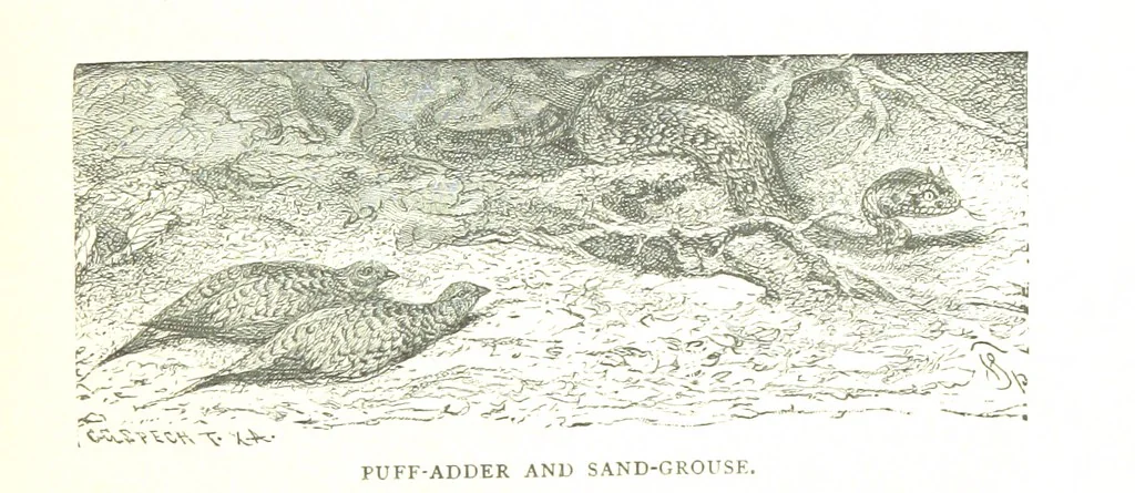 An illustration from Days and Nights in the Desert. With ... illustrations, 1888, leaf 127