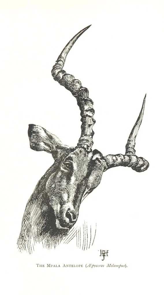 An illustration from Days and Nights in the Desert. With ... illustrations, 1888, leaf 165