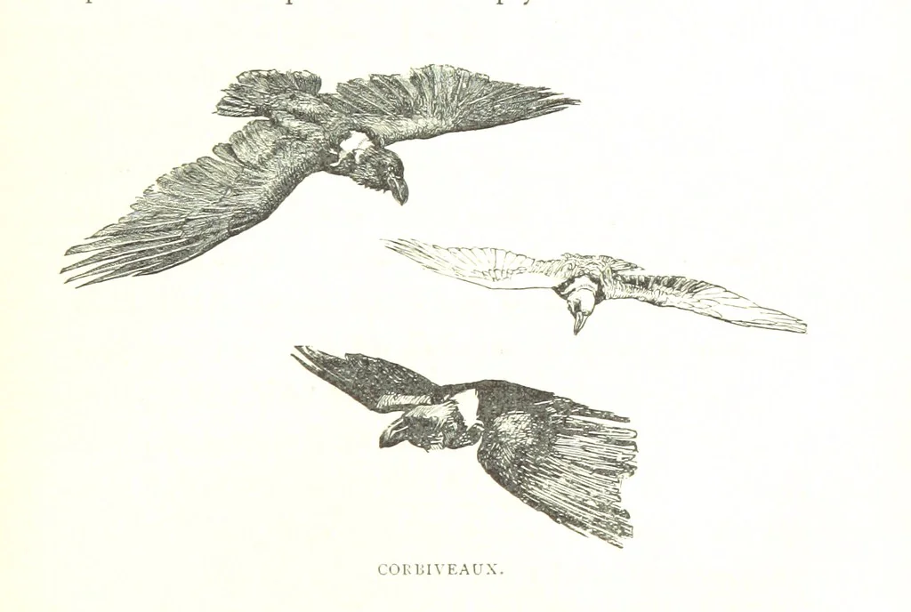 An illustration from Days and Nights in the Desert. With ... illustrations, 1888, leaf 173