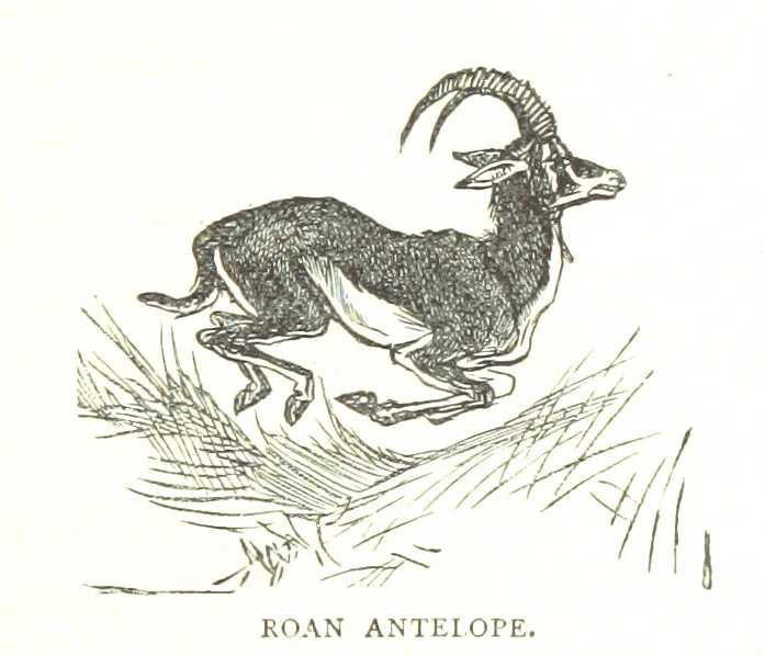 An illustration from Days and Nights in the Desert. With ... illustrations, 1888, leaf 201