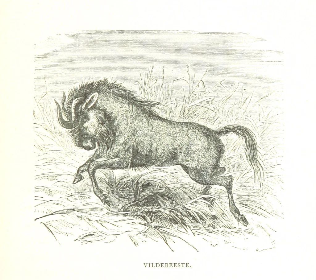 An illustration from Days and Nights in the Desert. With ... illustrations, 1888, leaf 215