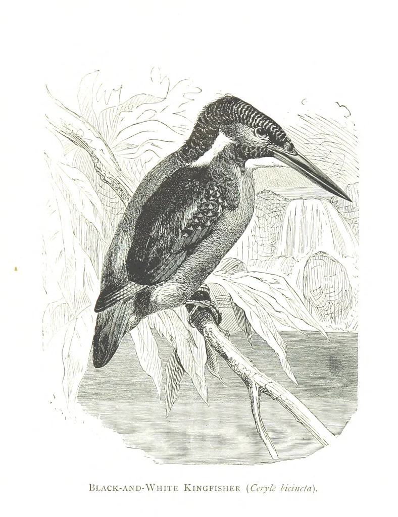 An illustration from Days and Nights in the Desert. With ... illustrations, 1888, leaf 223