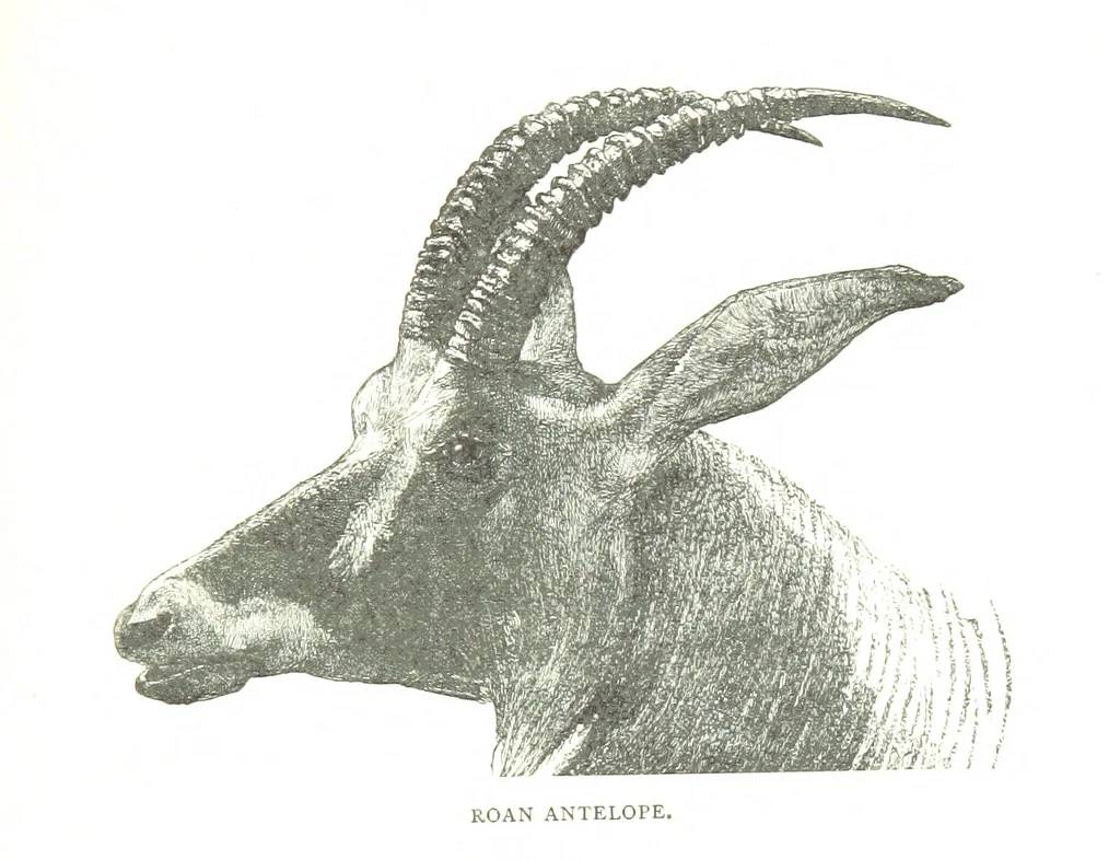 An illustration from Days and Nights in the Desert. With ... illustrations, 1888, leaf 225