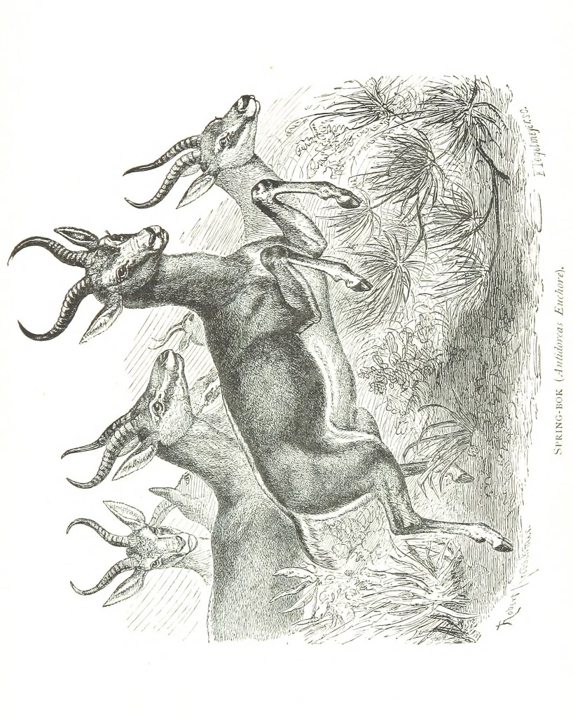 An illustration from Days and Nights in the Desert. With ... illustrations, 1888, leaf 231