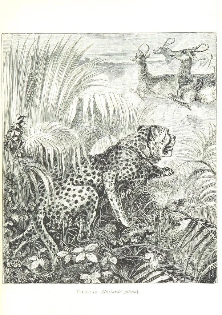 An illustration from Days and Nights in the Desert. With ... illustrations, 1888, leaf 237
