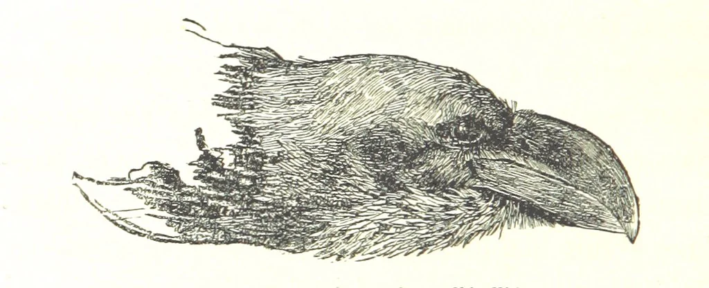 An illustration from Days and Nights in the Desert. With ... illustrations, 1888, leaf 256