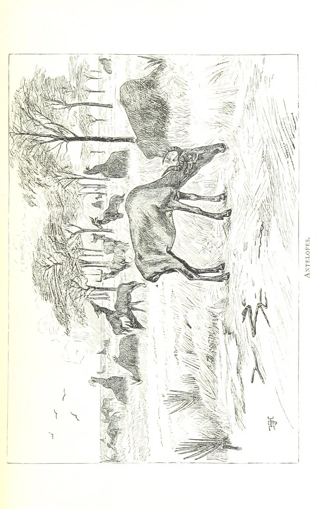 An illustration from Days and Nights in the Desert. With ... illustrations, 1888, leaf 267