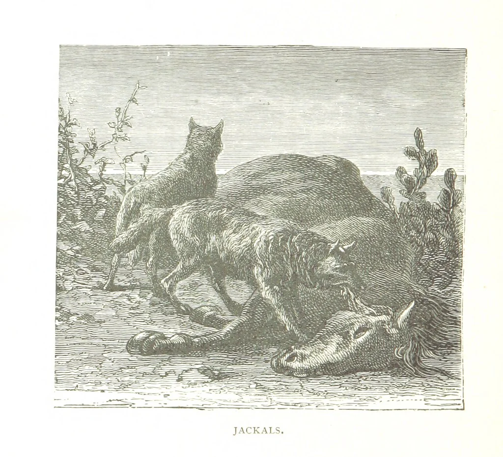 An illustration from Days and Nights in the Desert. With ... illustrations, 1888, leaf 272