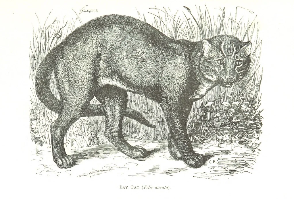 An illustration from Days and Nights in the Desert. With ... illustrations, 1888, leaf 35