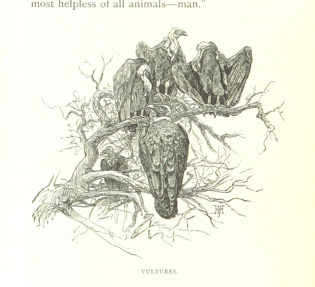 An illustration from Days and Nights in the Desert. With ... illustrations, 1888, leaf 46