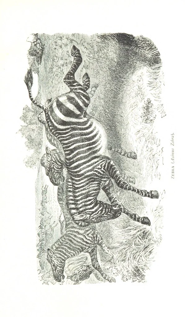An illustration from Days and Nights in the Desert. With ... illustrations, 1888, leaf 51