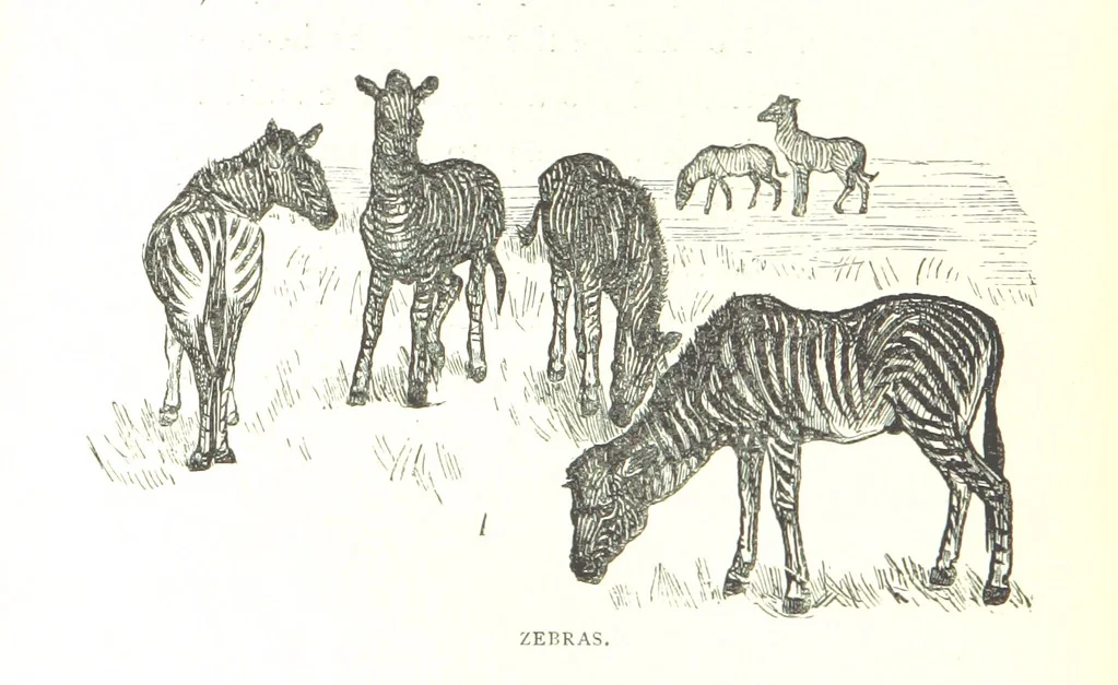 An illustration from Days and Nights in the Desert. With ... illustrations, 1888, leaf 56