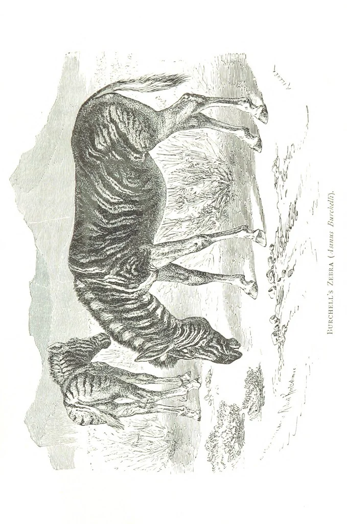 An illustration from Days and Nights in the Desert. With ... illustrations, 1888, leaf 61