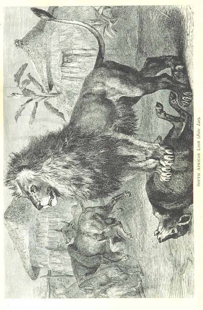 An illustration from Days and Nights in the Desert. With ... illustrations, 1888, leaf 8