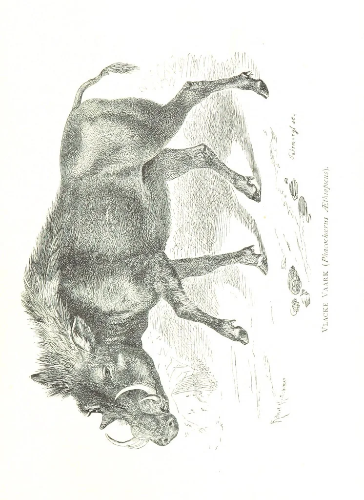 An illustration from Days and Nights in the Desert. With ... illustrations, 1888, leaf 91