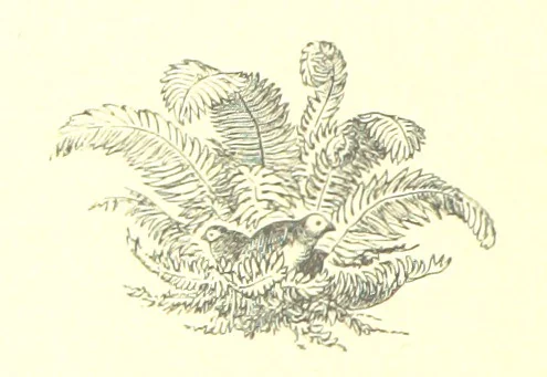 An illustration from The history of the parish and Priory of Lenton, in the county of Nottingham, 1884, leaf 78