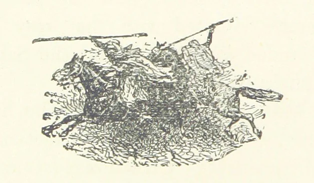 An illustration from Greater Love. By A. Gordon. And other stories by R. Barr, E. Halsted, etc, 1894, leaf 12