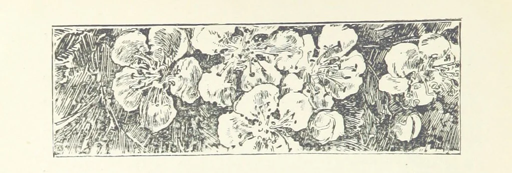 An illustration from Greater Love. By A. Gordon. And other stories by R. Barr, E. Halsted, etc, 1894, leaf 236