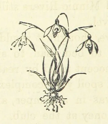 An illustration from Harry Dale's Jockey “Wild Rose.” Her Life and Adventures, 1893, leaf 138