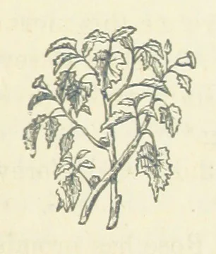 An illustration from Harry Dale's Jockey “Wild Rose.” Her Life and Adventures, 1893, leaf 209