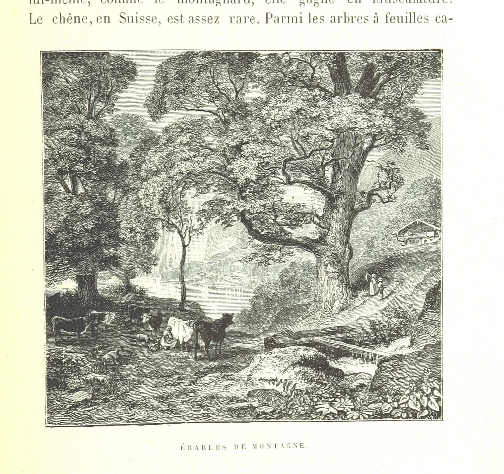 An illustration from La Suisse pittoresque, 1882, leaf 113