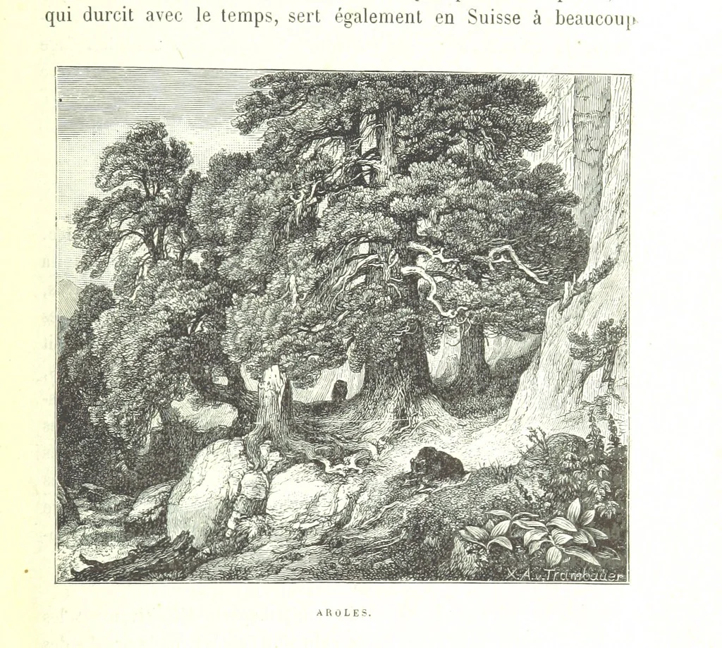 An illustration from La Suisse pittoresque, 1882, leaf 119