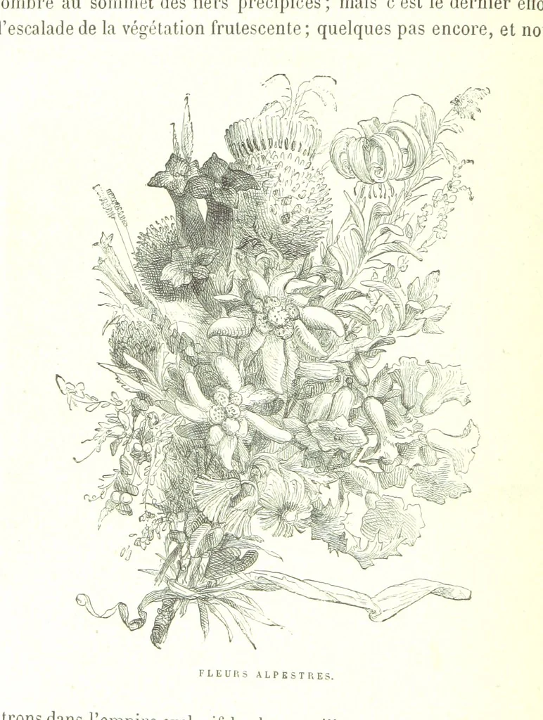 An illustration from La Suisse pittoresque, 1882, leaf 122