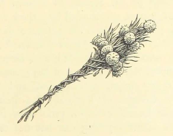 An illustration from Travels in Tunisia. With a glossary, a map, a bibliography, and fifty illustrations, 1887, leaf 113
