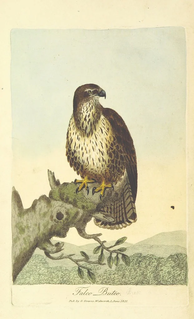 An illustration from British Ornithology; being the history, with a coloured representation of every known species of British birds, 1811, leaf 10