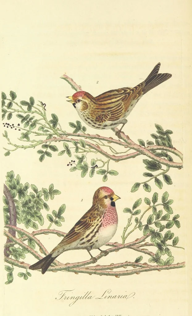 An illustration from British Ornithology; being the history, with a coloured representation of every known species of British birds, 1811, leaf 104