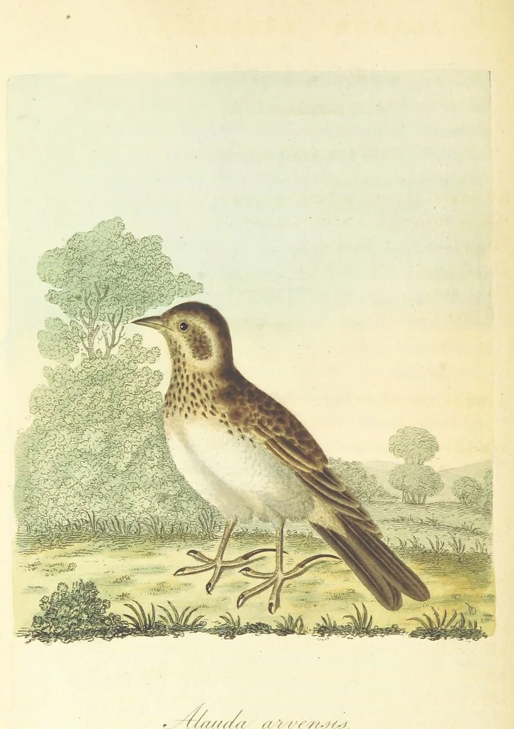 An illustration from British Ornithology; being the history, with a coloured representation of every known species of British birds, 1811, leaf 108