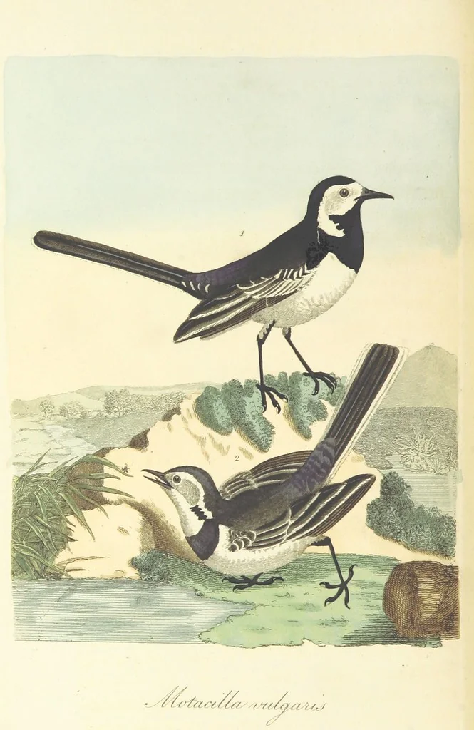 An illustration from British Ornithology; being the history, with a coloured representation of every known species of British birds, 1811, leaf 114