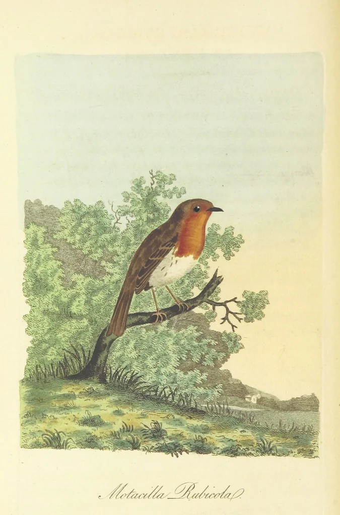 An illustration from British Ornithology; being the history, with a coloured representation of every known species of British birds, 1811, leaf 120