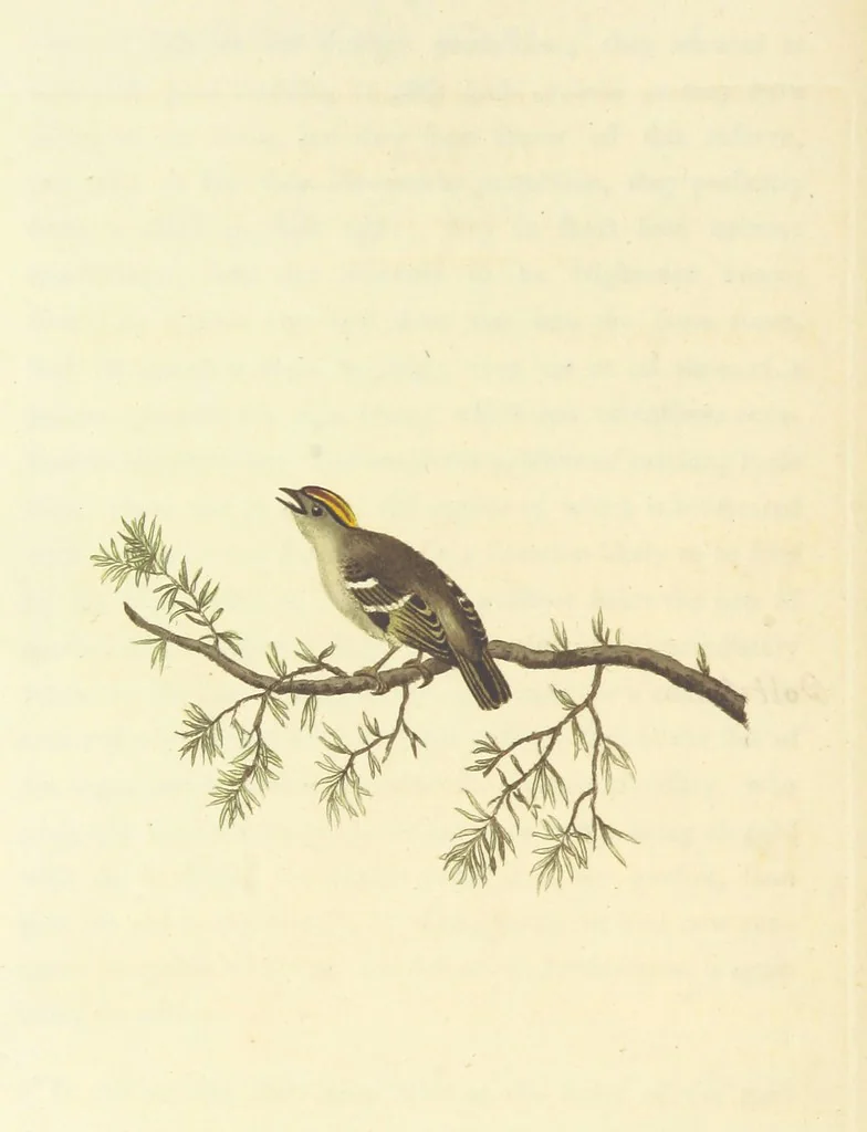 An illustration from British Ornithology; being the history, with a coloured representation of every known species of British birds, 1811, leaf 124