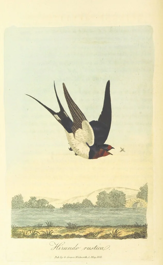 An illustration from British Ornithology; being the history, with a coloured representation of every known species of British birds, 1811, leaf 132