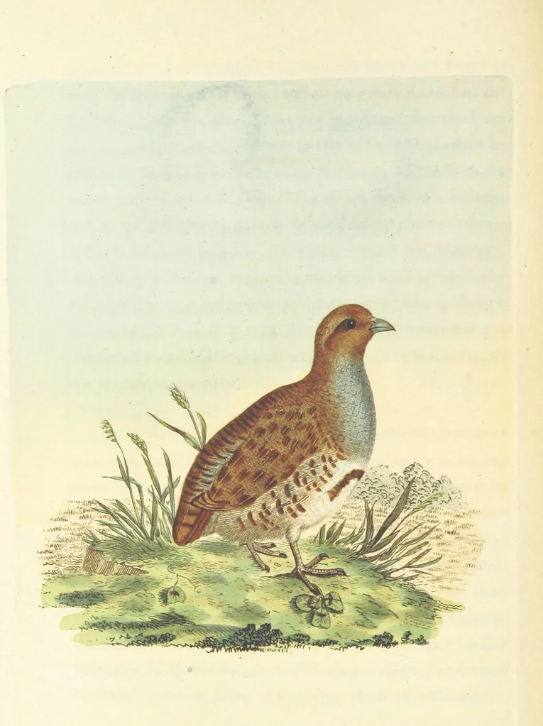 An illustration from British Ornithology; being the history, with a coloured representation of every known species of British birds, 1811, leaf 144