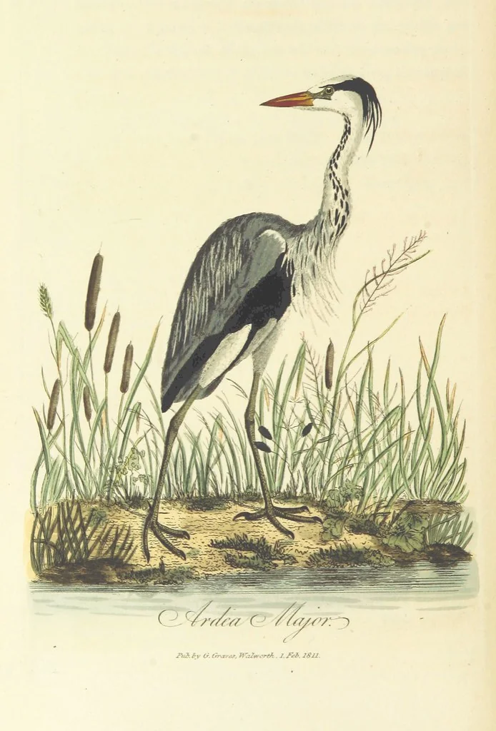 An illustration from British Ornithology; being the history, with a coloured representation of every known species of British birds, 1811, leaf 150