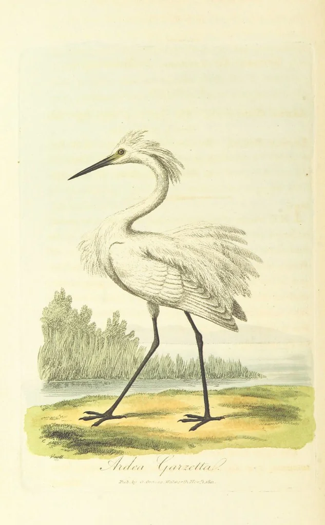 An illustration from British Ornithology; being the history, with a coloured representation of every known species of British birds, 1811, leaf 156