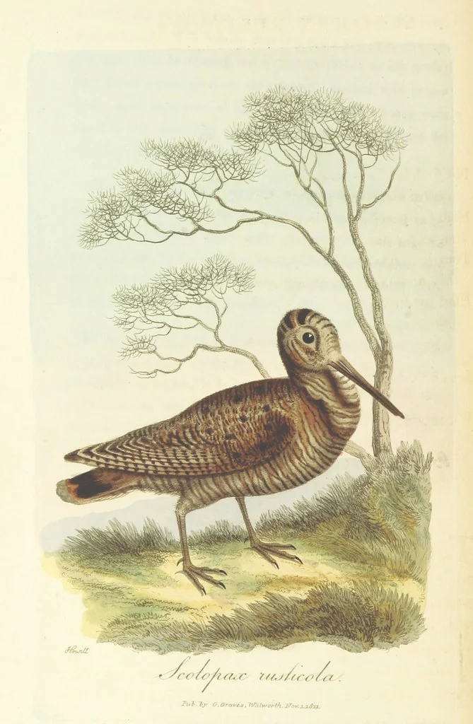 An illustration from British Ornithology; being the history, with a coloured representation of every known species of British birds, 1811, leaf 170