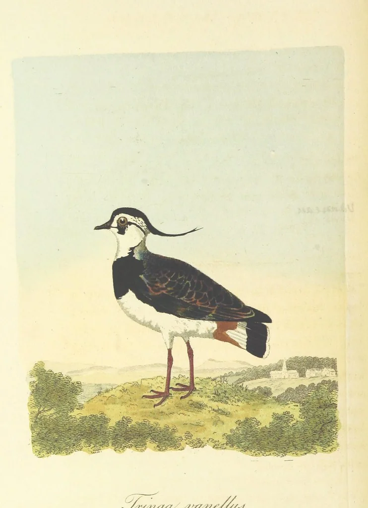 An illustration from British Ornithology; being the history, with a coloured representation of every known species of British birds, 1811, leaf 176