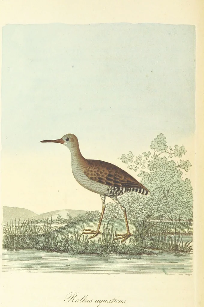 An illustration from British Ornithology; being the history, with a coloured representation of every known species of British birds, 1811, leaf 184