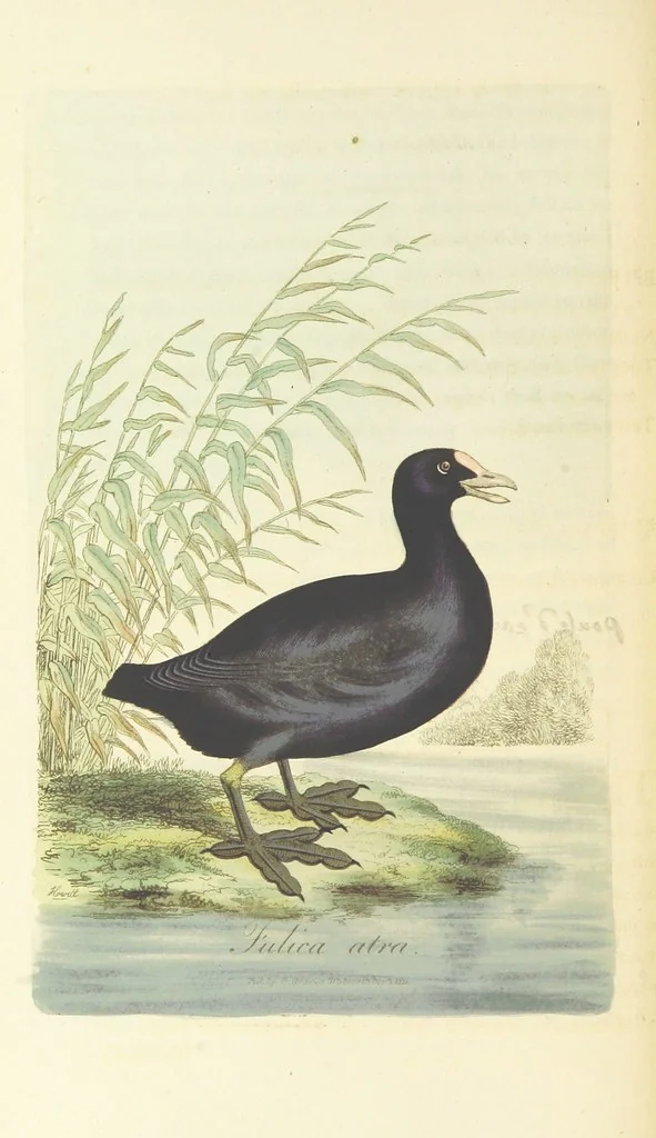 An illustration from British Ornithology; being the history, with a coloured representation of every known species of British birds, 1811, leaf 188