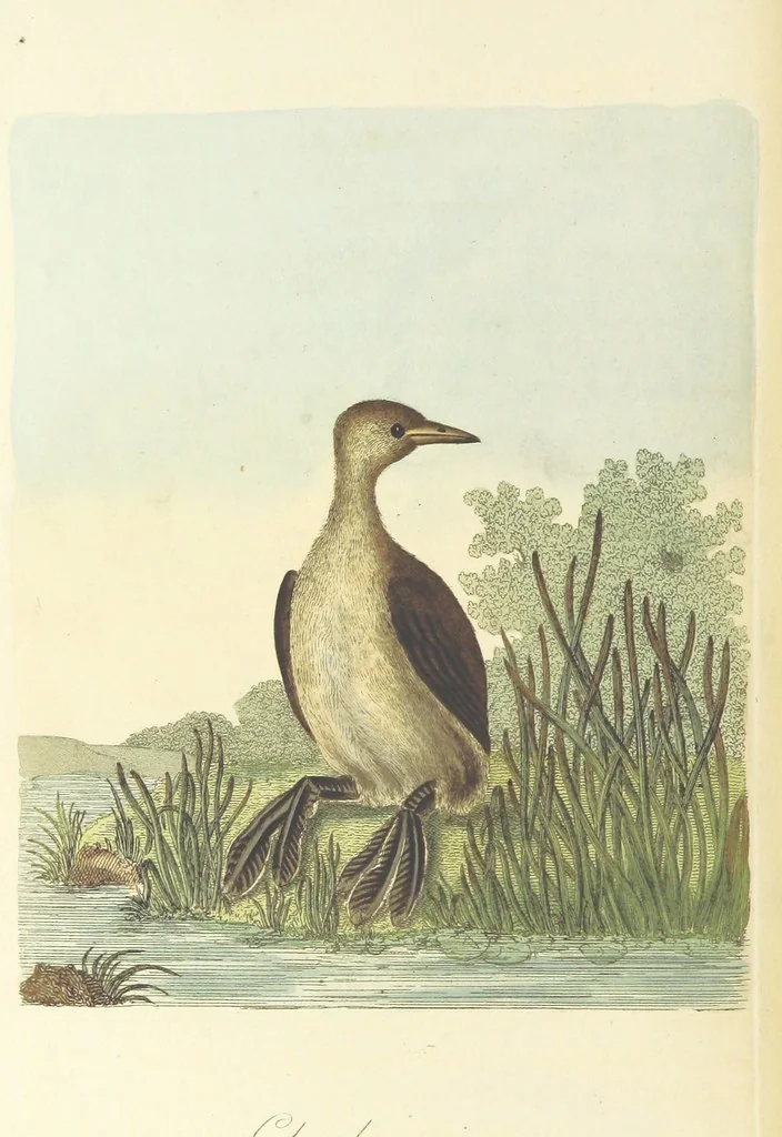 An illustration from British Ornithology; being the history, with a coloured representation of every known species of British birds, 1811, leaf 194