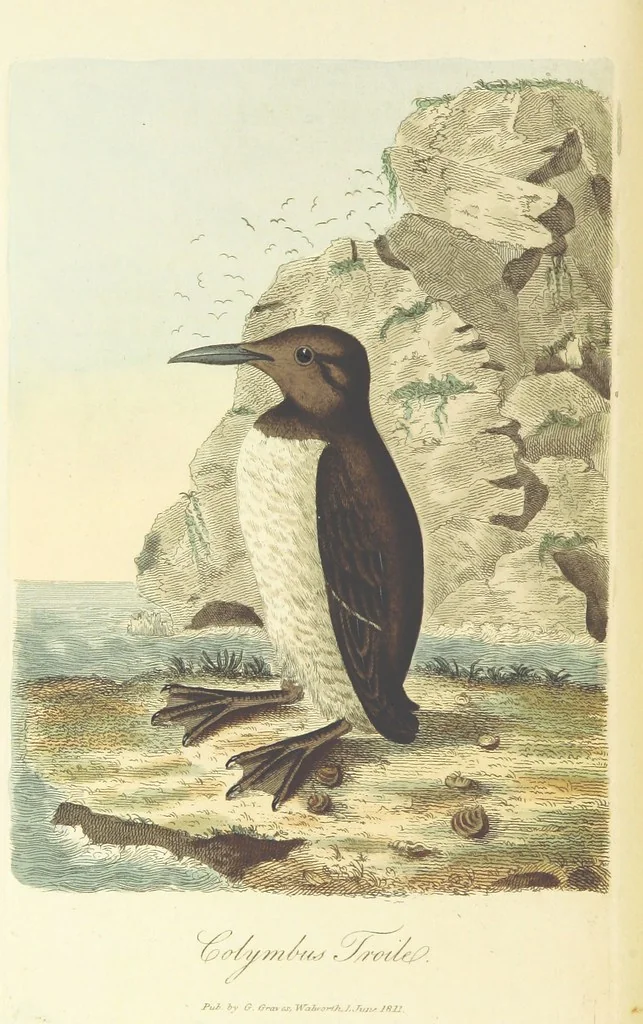 An illustration from British Ornithology; being the history, with a coloured representation of every known species of British birds, 1811, leaf 200