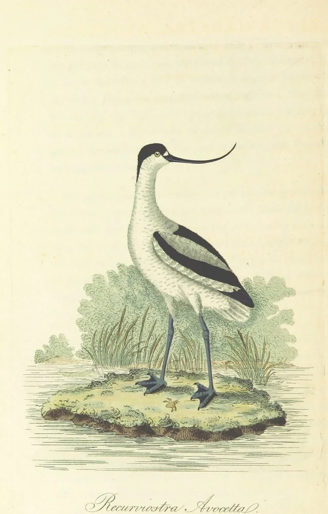 An illustration from British Ornithology; being the history, with a coloured representation of every known species of British birds, 1811, leaf 204